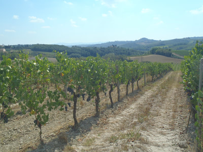 Robert St Thomas Italian vineyard